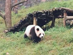 -都江堰中华大熊猫苑