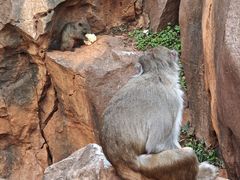 -昆明动物园
