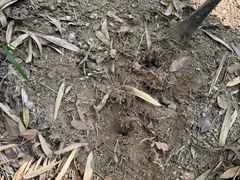 -上海佘山国家森林公园天马山园