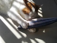 -平行世界·猫咖(首经贸店)
