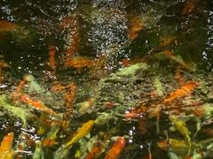 -龙悦湾酒家·八阵鱼生·渔人码头店