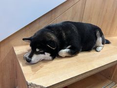 -是阿柴呀！柴犬咖啡·爱喵喵猫咖