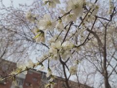 -桃花堤公园
