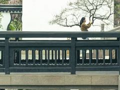 -红梅公园