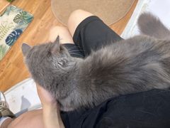 -COLOR PETS 撸猫馆·购猫·猫咖(长风大悦城店)