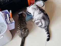 -美联众合爱康动物医院•复杂内科•肿瘤科•牙科•腔镜诊疗中心