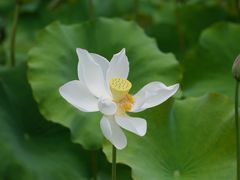 -贵阳市花溪国家城市湿地公园
