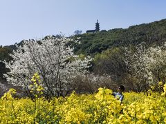 -苏州上方山国家森林公园