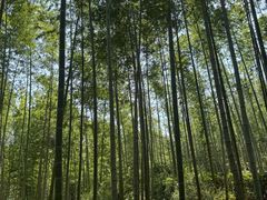 -冶父山国家森林公园