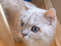 -Let's go狗咖·猫咖·奶狗·桌游(春熙路IFS店)