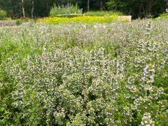-黑龙江省森林植物园
