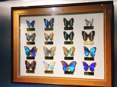 -上海昆虫博物馆