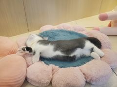 -momokira米努特·德文卷毛猫·棉花面纱犬