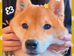 -豆柴町-柴犬主题狗咖(红鼎国际C座店)