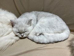 -怪兽屋·羊驼·猫咖·狗咖(俊华广场店)