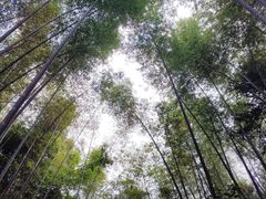 -九龙江国家森林公园