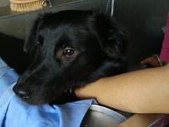 -瑞派·关忠动物医院·猫专科·犬专科(三环新城店)