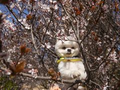 -超宠爱宠物摄影-Super pet