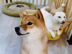 -柴迷FANS CLUB·柴犬狗咖·猫咖