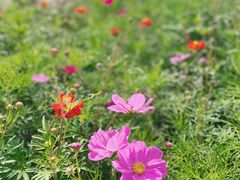 -花开海上生态园