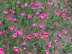 -长春公园(普阳街道)