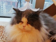 -Catmate·猫肥家润(金润铂宫店)