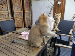 -喵屿·大理花园猫咖