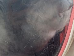 -诺比宠物医院心脏内科·泌尿肾内外科·骨科急重症