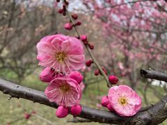 -苏州上方山国家森林公园