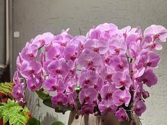 -双季花艺园艺市场(浦东店)