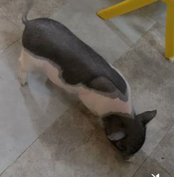 -神奇动物撸宠馆·羊驼·小浣熊·异宠(豫园店)