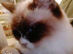 -猫色咖啡·猫咖