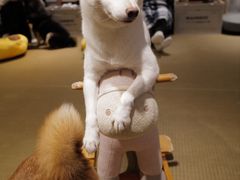 -逗柴咖啡屋·狗咖猫咖宠物桌游