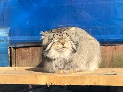 -青藏高原野生动物园