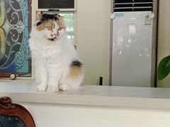 -猫小院猫主题餐厅(南锣旗舰店)