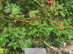 -广州神农草堂中医药博物馆