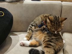 -啵啵喵·猫咖(攀华国际店)