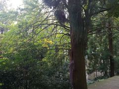 -东天目山风景区