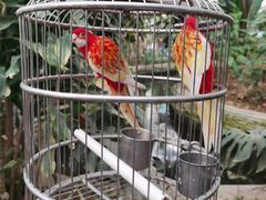 -南宫五洲植物乐园