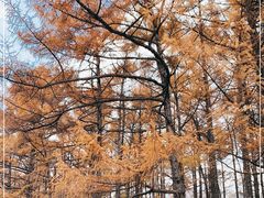 -黑龙江省森林植物园