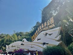 -西双版纳原始森林公园