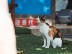 -喜柿咖啡SeeS coffee