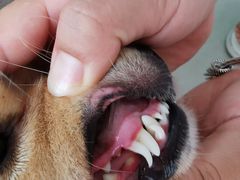 -乐琪宠物医院·犬猫专科·骨外科·急重症