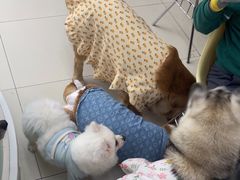 -怪兽屋·羊驼·猫咖·狗咖(俊华广场店)