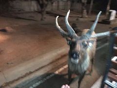 -清迈夜间动物园