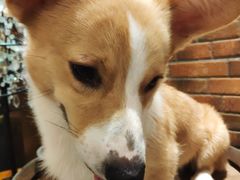 -more than meow吴止猫主题餐厅(承德 中船汇店)