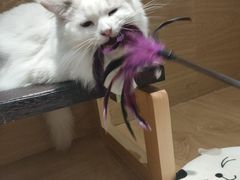 -滚猫咖啡·猫咖·猫友好撸猫(未来城店)