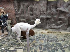 -上海大自然野生昆虫馆(东方明珠·爬宠昆虫探索中心)