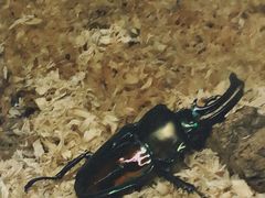 -上海大自然野生昆虫馆(东方明珠·爬宠昆虫探索中心)