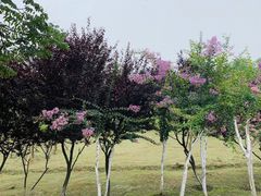 -滨湖塘西河公园